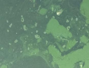 Microbial features visible to eye